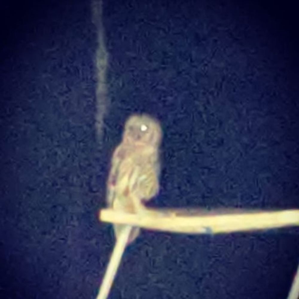 Meet your Posher, Willow
